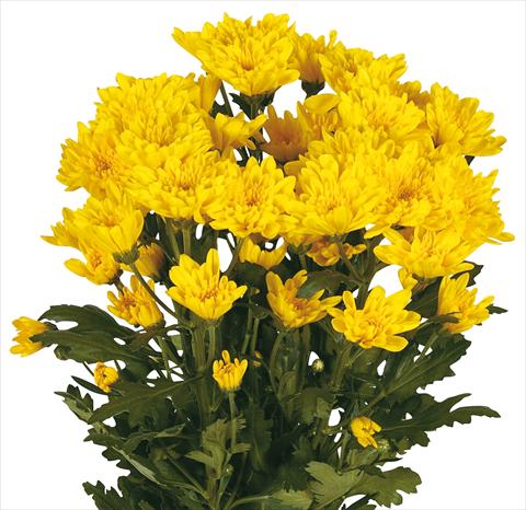 foto van een variëteit aan bloemen, te gebruiken als: Snijbloemen Chrysanthemum Amadores