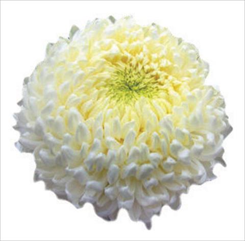 foto van een variëteit aan bloemen, te gebruiken als: Snijbloemen Chrysanthemum Apollo