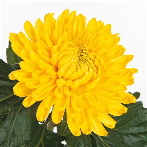 foto van een variëteit aan bloemen, te gebruiken als: Snijbloemen Chrysanthemum Fuego Yellow