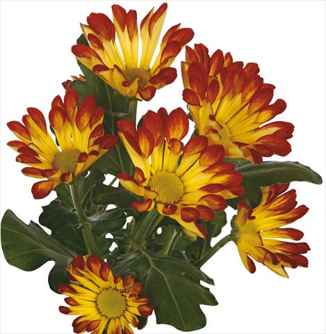 foto van een variëteit aan bloemen, te gebruiken als: Snijbloemen Chrysanthemum Roma Dark