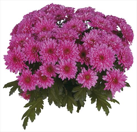 foto van een variëteit aan bloemen, te gebruiken als: Snijbloemen Chrysanthemum Safin Purple