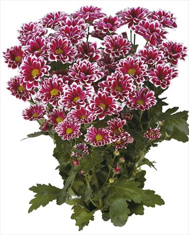 foto van een variëteit aan bloemen, te gebruiken als: Snijbloemen Chrysanthemum Tequila