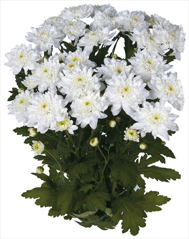 foto van een variëteit aan bloemen, te gebruiken als: Snijbloemen Chrysanthemum Topaz