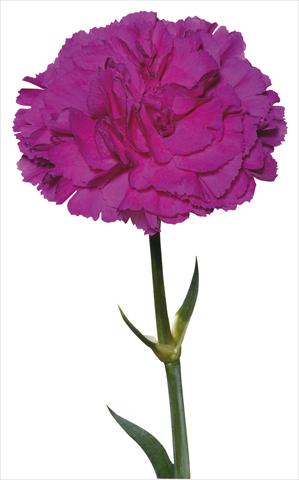 foto van een variëteit aan bloemen, te gebruiken als: Snijbloemen Dianthus caryophyllus Lorrain