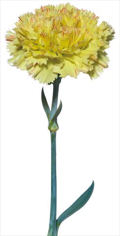 foto van een variëteit aan bloemen, te gebruiken als: Snijbloemen Dianthus caryophyllus Pollaiolo