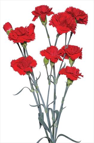 foto van een variëteit aan bloemen, te gebruiken als: Snijbloemen Dianthus caryophyllus Spadarino