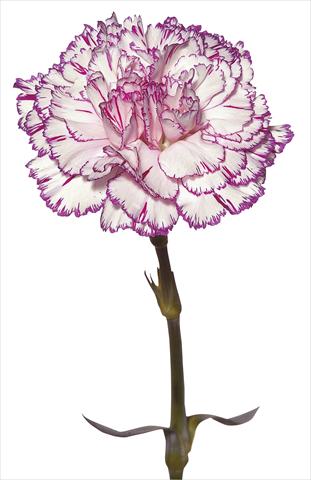 foto van een variëteit aan bloemen, te gebruiken als: Snijbloemen Dianthus caryophyllus Tico Tico Fantasi Nuova