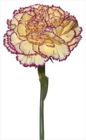 foto van een variëteit aan bloemen, te gebruiken als: Snijbloemen Dianthus caryophyllus Tico Tico Giallo Porpora
