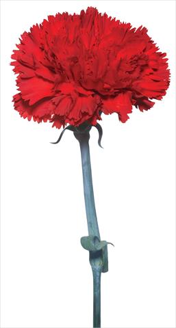 photo of flower to be used as: Cutflower Dianthus caryophyllus Vincidor