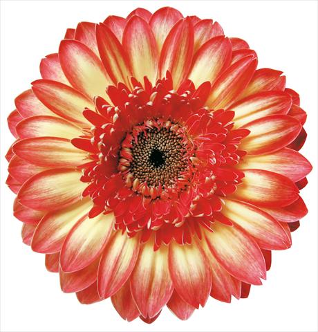 foto van een variëteit aan bloemen, te gebruiken als: Snijbloemen Gerbera jamesonii Marisol