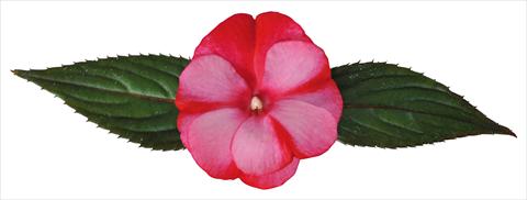 foto van een variëteit aan bloemen, te gebruiken als: Pot - en perkplant Impatiens N. Guinea Paradise® Amuna