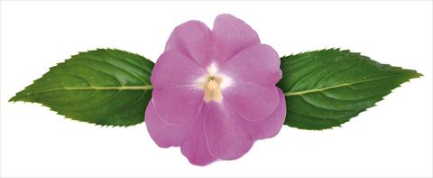 foto van een variëteit aan bloemen, te gebruiken als: Pot - en perkplant Impatiens N. Guinea Paradise® Moyo
