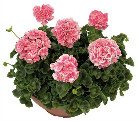 foto van een variëteit aan bloemen, te gebruiken als: Patioplant, potplant Pelargonium zonale Solar Light Briseide®