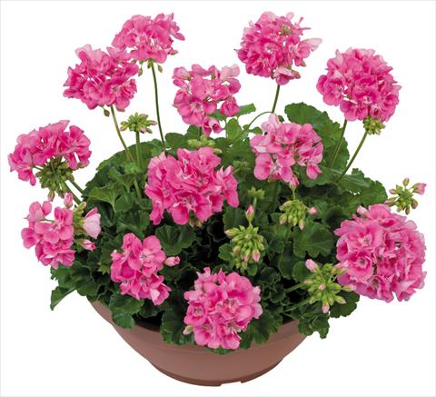 foto van een variëteit aan bloemen, te gebruiken als: Patioplant, potplant Pelargonium zonale Solar Light Euphoria®