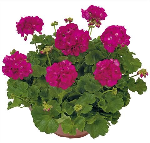 foto van een variëteit aan bloemen, te gebruiken als: Patioplant, potplant Pelargonium zonale Solar Light Menelao®