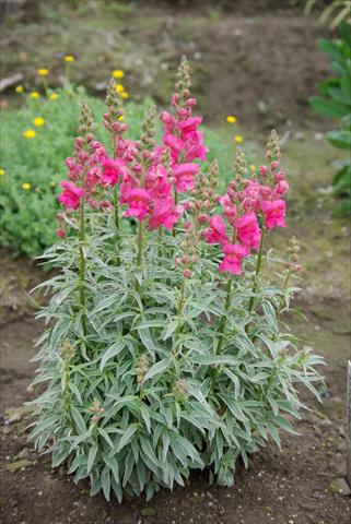 foto van een variëteit aan bloemen, te gebruiken als: Pot - en perkplant Antirrhinum majus Eternal Magenta