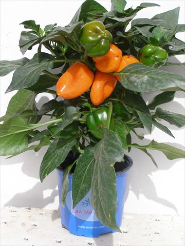 foto van een variëteit aan bloemen, te gebruiken als: Pot - en perkplant Capsicum annuum Hobby Tiny Bells Orange