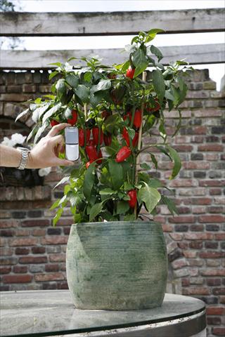 foto van een variëteit aan bloemen, te gebruiken als: Pot - en perkplant Capsicum annuum Hobby Tiny Bells Red