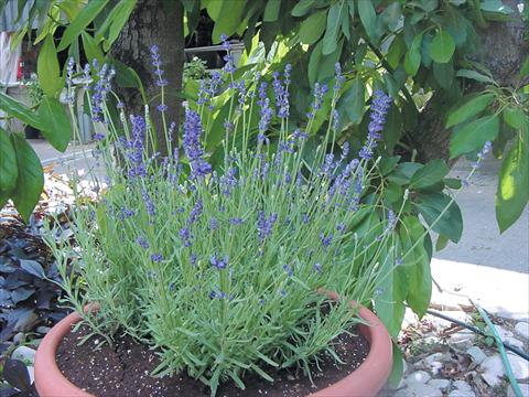 foto van een variëteit aan bloemen, te gebruiken als: Pot - en perkplant Lavandula angustifolia Hidcote Blue