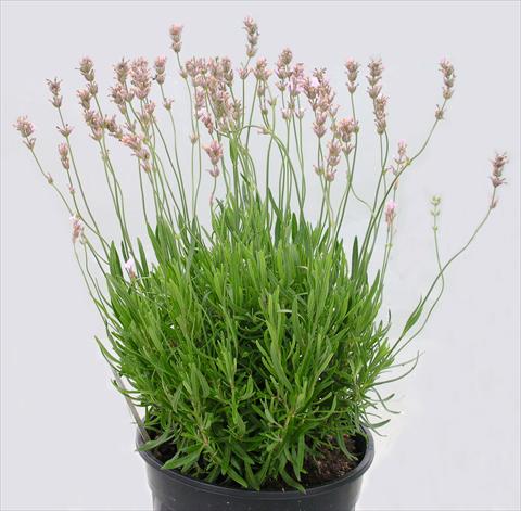 foto van een variëteit aan bloemen, te gebruiken als: Pot - en perkplant Lavandula angustifolia Rosea