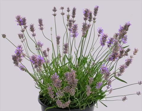 foto van een variëteit aan bloemen, te gebruiken als: Pot - en perkplant Lavandula intermedia Grosso
