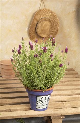 foto van een variëteit aan bloemen, te gebruiken als: Pot - en perkplant Lavandula stoechas Madrid™ Bella Pink