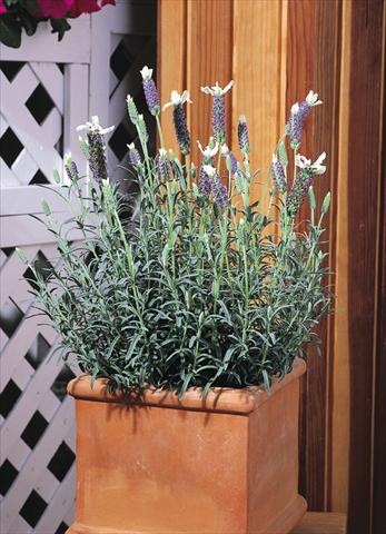 foto van een variëteit aan bloemen, te gebruiken als: Pot - en perkplant Lavandula stoechas Madrid™ Blue