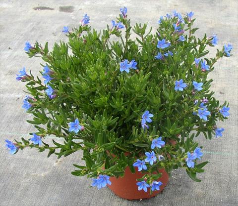 foto van een variëteit aan bloemen, te gebruiken als: Pot - en perkplant Lithodora diffusa Heavenly Blue