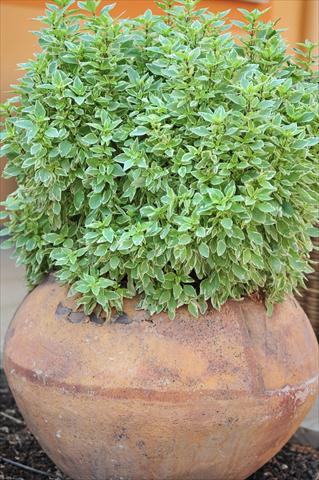 foto van een variëteit aan bloemen, te gebruiken als: Pot - en perkplant Ocimum basilicum pesto perpetuo
