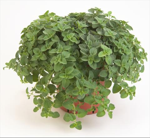foto van een variëteit aan bloemen, te gebruiken als: Pot - en perkplant Origanum vulgare Aureum Green