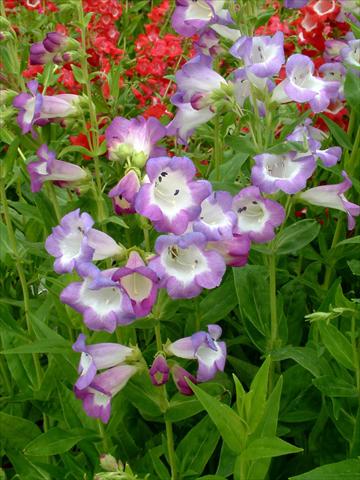 foto van een variëteit aan bloemen, te gebruiken als: Pot - en perkplant Penstemon Ice Cream™ Blueberry Fudge