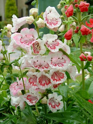 foto van een variëteit aan bloemen, te gebruiken als: Pot - en perkplant Penstemon Ice Cream™ Strawberry & Cream