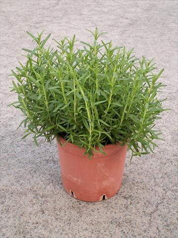 foto van een variëteit aan bloemen, te gebruiken als: Pot - en perkplant Rosmarinus officinalis Barbecue