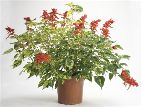 foto van een variëteit aan bloemen, te gebruiken als: Pot - en perkplant Salvia splendens Dancing Flame