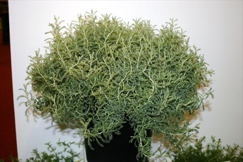 foto van een variëteit aan bloemen, te gebruiken als: Pot - en perkplant Santolina chamaecyparissus Santolina chamaecyparissus