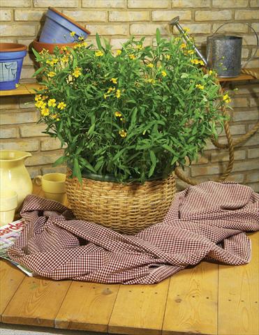 foto van een variëteit aan bloemen, te gebruiken als: Pot - en perkplant Tagetes lucida Four Seasons Tarragon
