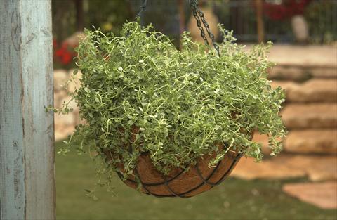 foto van een variëteit aan bloemen, te gebruiken als: Pot - en perkplant Thymus citrodorus Silver Queen