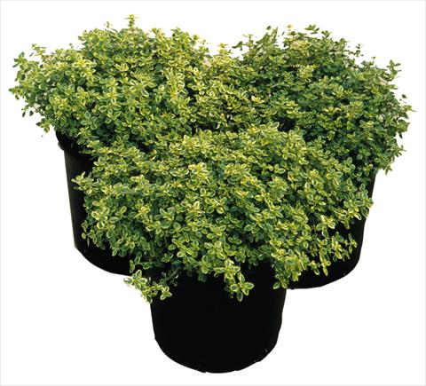 foto van een variëteit aan bloemen, te gebruiken als: Pot - en perkplant Thymus citrodorus Variegated