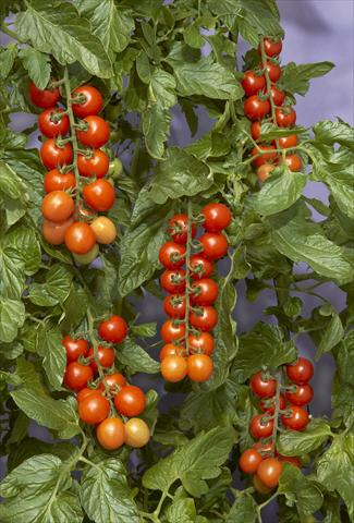 foto van een variëteit aan bloemen, te gebruiken als: Pot - en perkplant Solanum lycopersicum (pomodoro) Tomaccio™