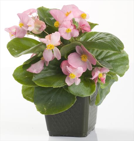 foto van een variëteit aan bloemen, te gebruiken als: Pot - en perkplant Begonia semperflorens Emperor Pink
