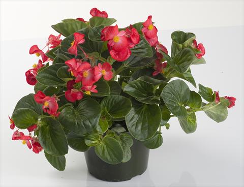foto van een variëteit aan bloemen, te gebruiken als: Pot - en perkplant Begonia semperflorens Inferno Red