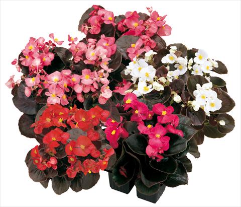 foto van een variëteit aan bloemen, te gebruiken als: Pot - en perkplant Begonia semperflorens Senator Mix
