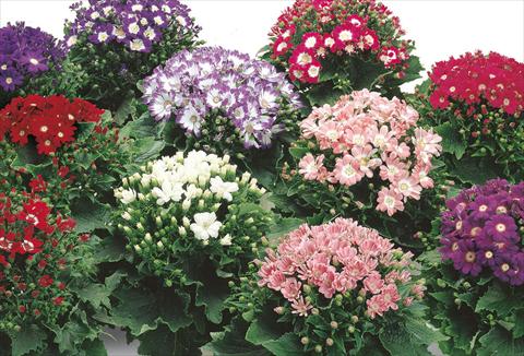 foto van een variëteit aan bloemen, te gebruiken als: Pot - en perkplant Senecium cineraria Star Wars Mix