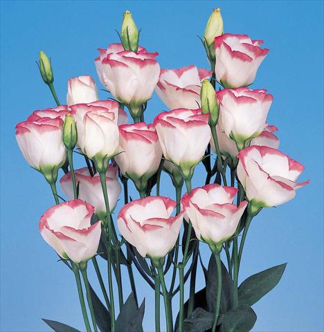 foto van een variëteit aan bloemen, te gebruiken als: Snijbloemen Lisianthus F.1 Piccolo 1 Pink Rim