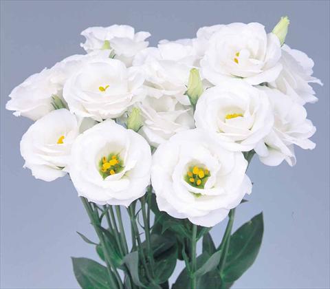foto van een variëteit aan bloemen, te gebruiken als: Snijbloemen Lisianthus F.1 Lisianthus Rosita 2 White