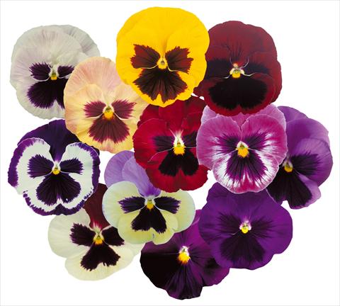 foto van een variëteit aan bloemen, te gebruiken als: Pot - en perkplant Viola wittrockiana Power Mix