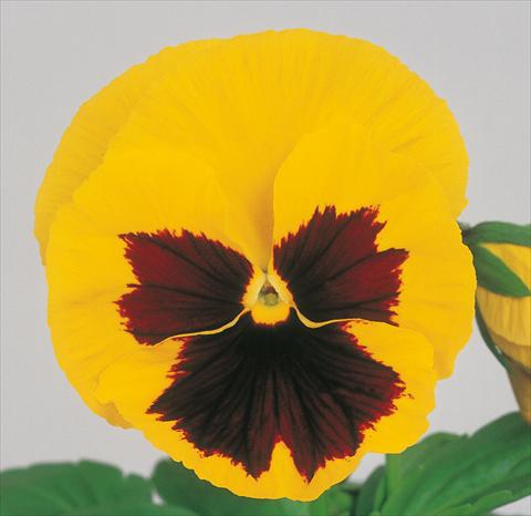 foto van een variëteit aan bloemen, te gebruiken als: Pot - en perkplant Viola wittrockiana Power Yellow Blotch Imp