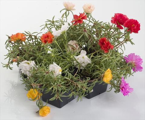 foto van een variëteit aan bloemen, te gebruiken als: Pot - en perkplant Portulaca Sunseeker Mix