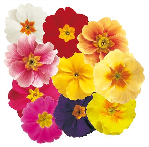 foto van een variëteit aan bloemen, te gebruiken als: Pot - en perkplant Primula acaulis Daniella Mix