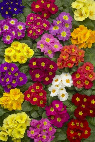 foto van een variëteit aan bloemen, te gebruiken als: Pot - en perkplant Primula acaulis Danova Mix